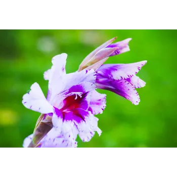 Natural Gladiolus Flower